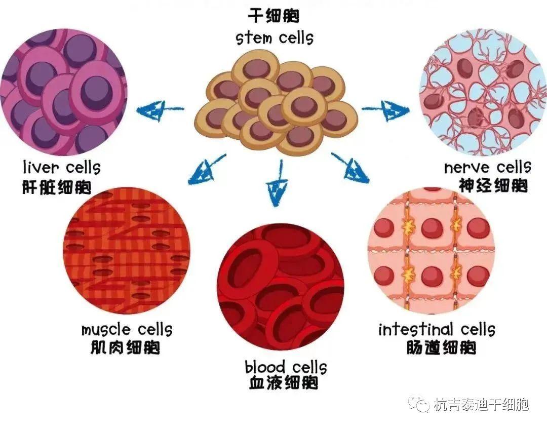 血液科常见的5大疾病_血液科的常见病_血液病科常见病种