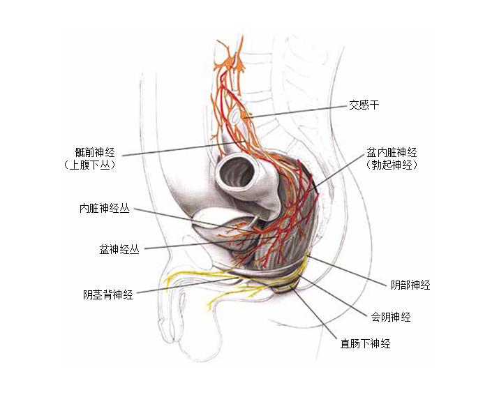 肛门失禁怎么护理_肛门失禁怎么治_肛门失禁治疗