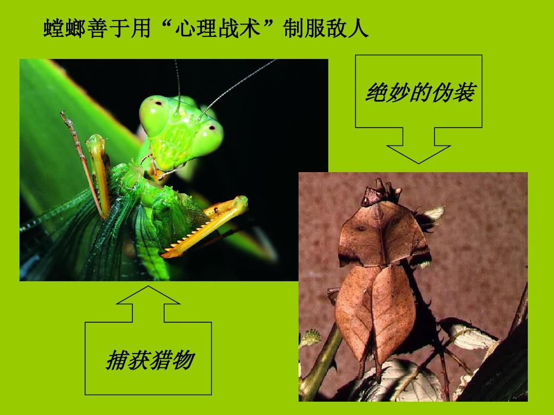 c16091_c16091_c16091