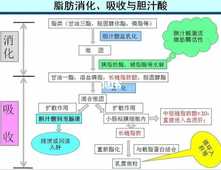 减肥呼气吸气_深呼吸能减肥吗_减肥呼吸法