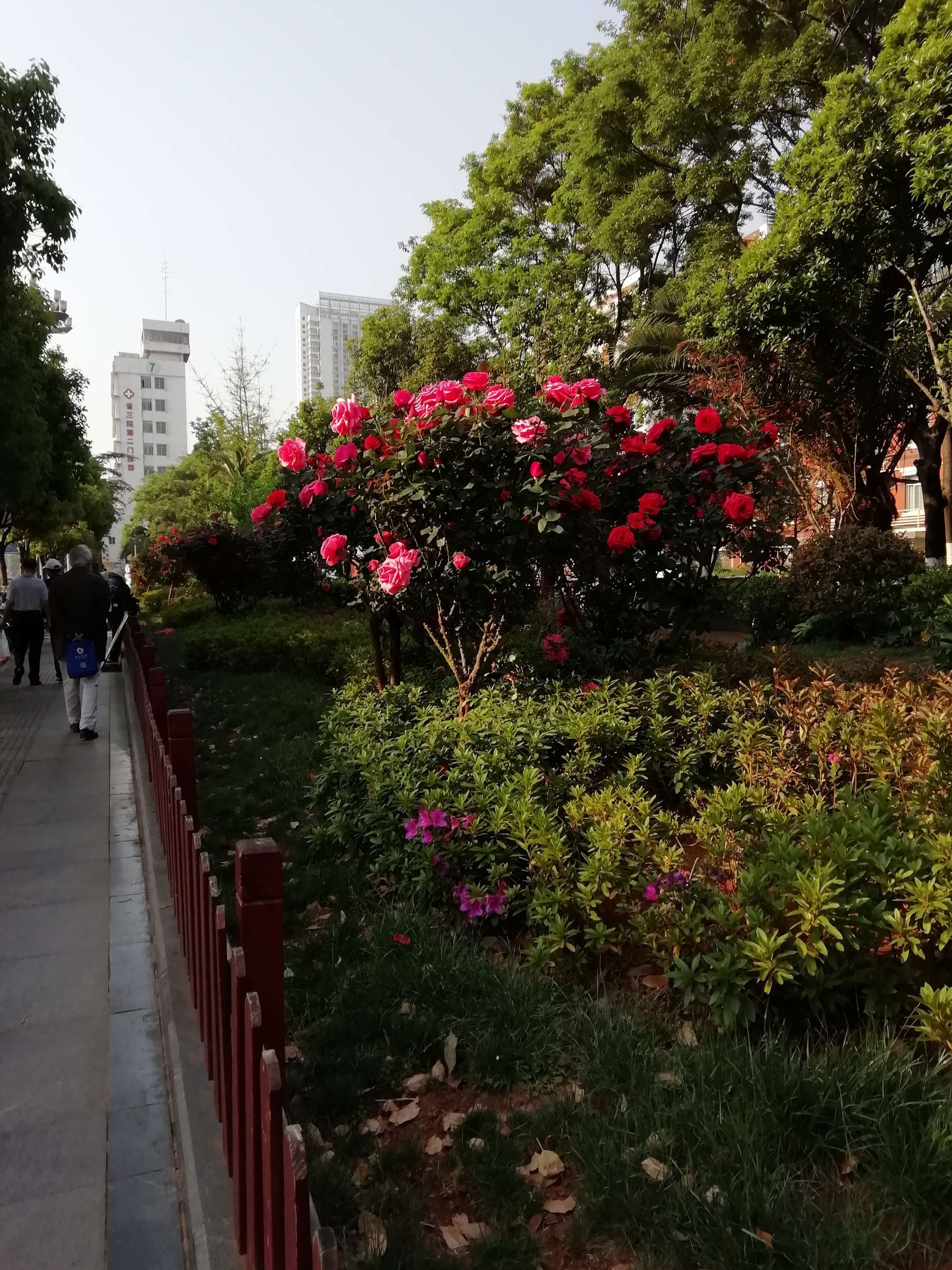 深圳沙头鲜花店_深圳鲜花花店_深圳鲜花