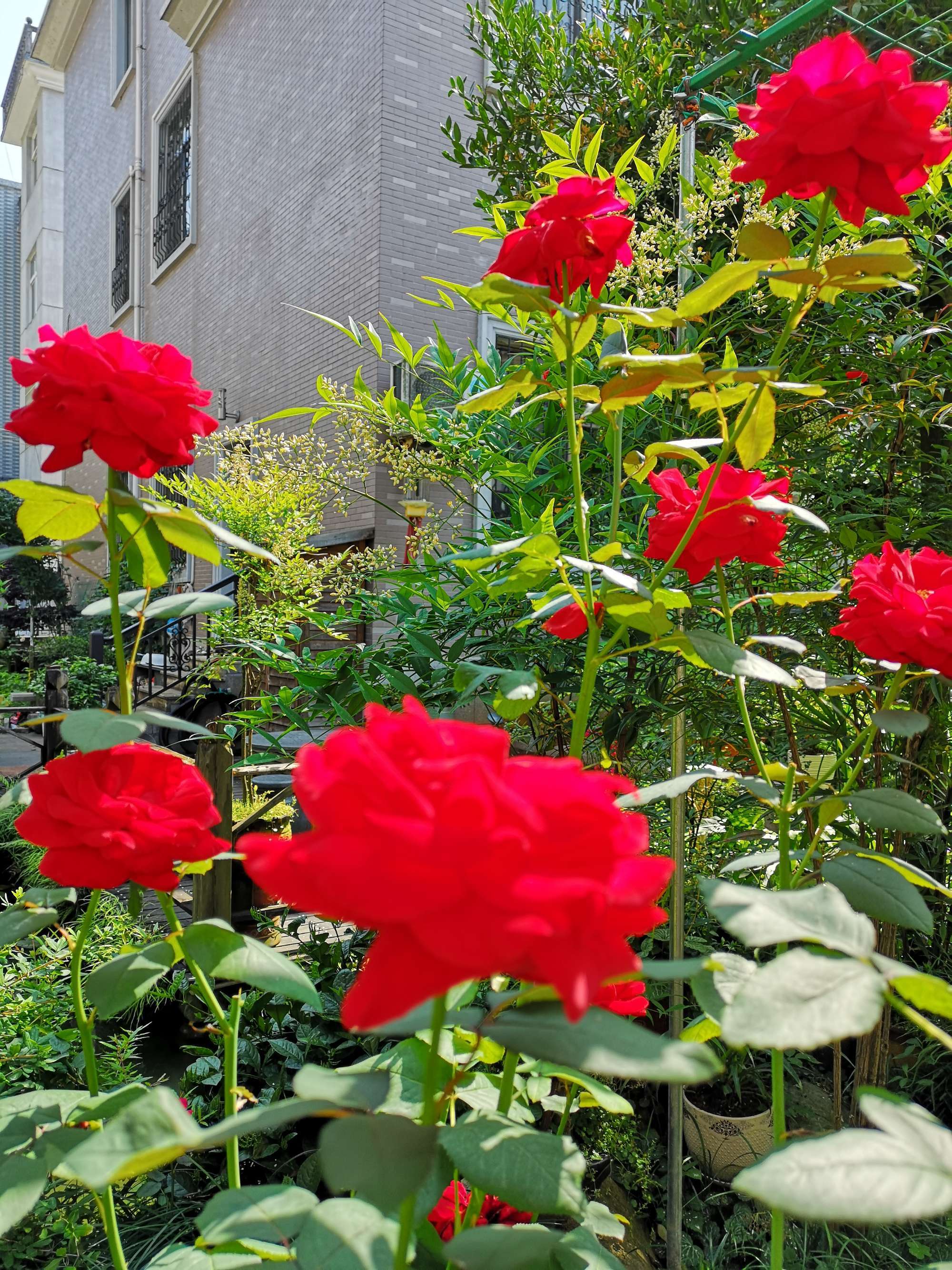 深圳沙头鲜花店_深圳鲜花_深圳鲜花花店