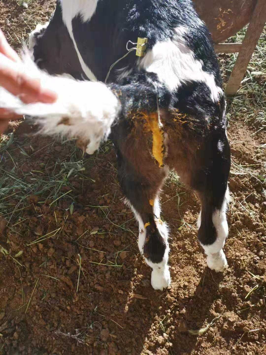 犇牛病毒lpk.dll_病毒sk_牛阮病毒