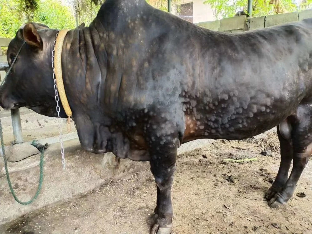 犇牛病毒lpk.dll_犇牛病毒专杀工具_病毒牛肉