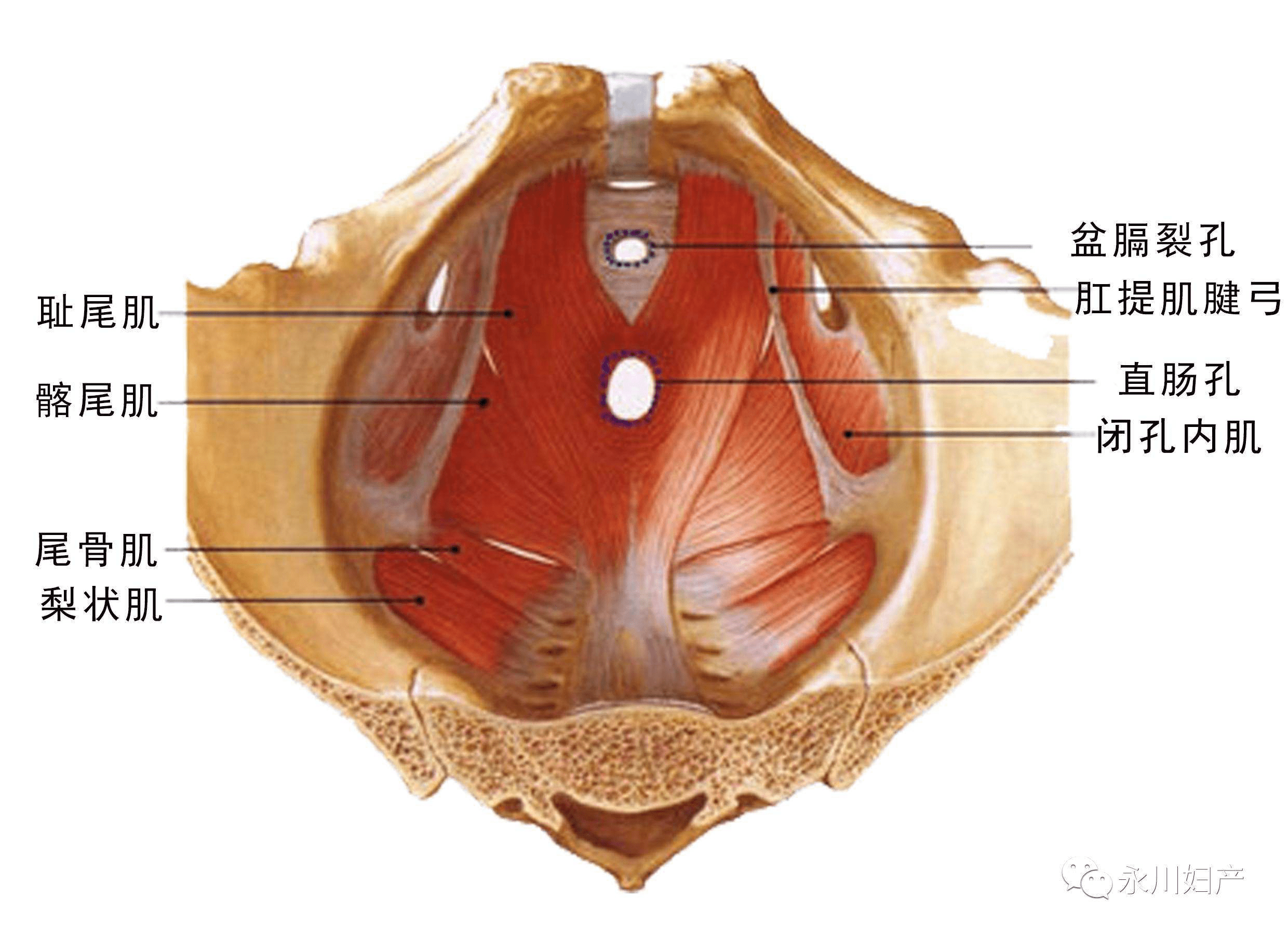 引起肛门失禁的原因