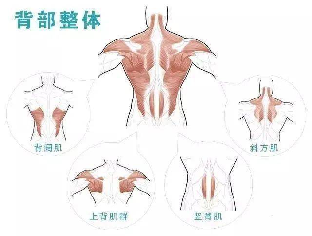 后背疼呼吸的时候也疼_后背疼呼吸回事时不疼_呼吸时后背疼怎么回事