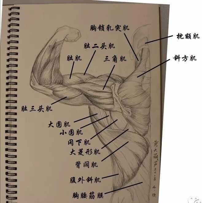 后背疼骨呼吸肩胛骨疼痛_后背肩胛骨疼呼吸困难_深呼吸肩胛骨后背疼