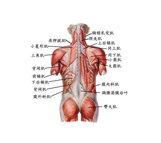 后背疼呼吸都疼是怎么回事_后背疼呼吸的时候也疼_深呼吸后背疼痛是什么原因