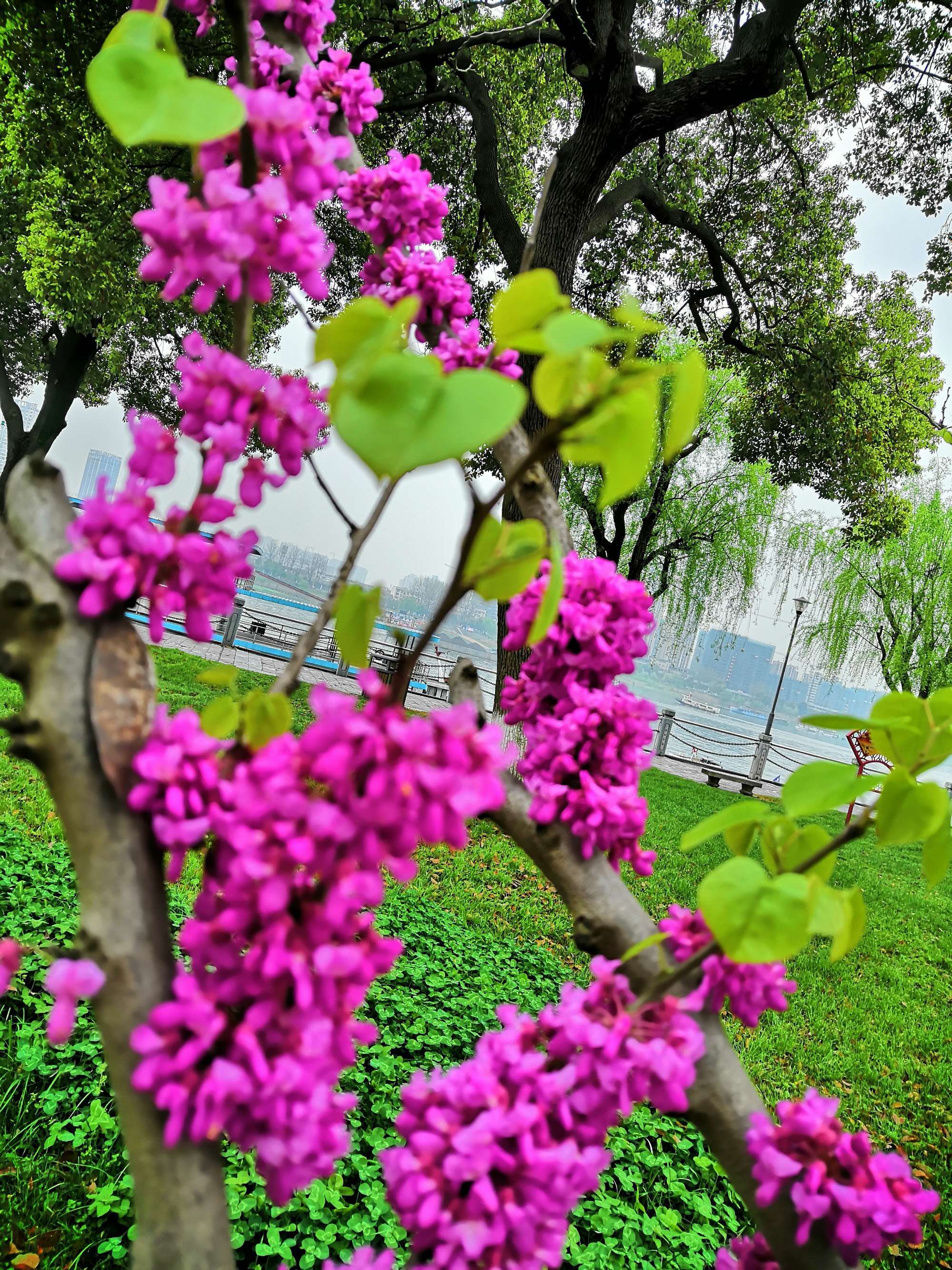 蒲城县紫荆公园_蒲城紫荆家园在哪里_蒲城紫荆公园溺水事件