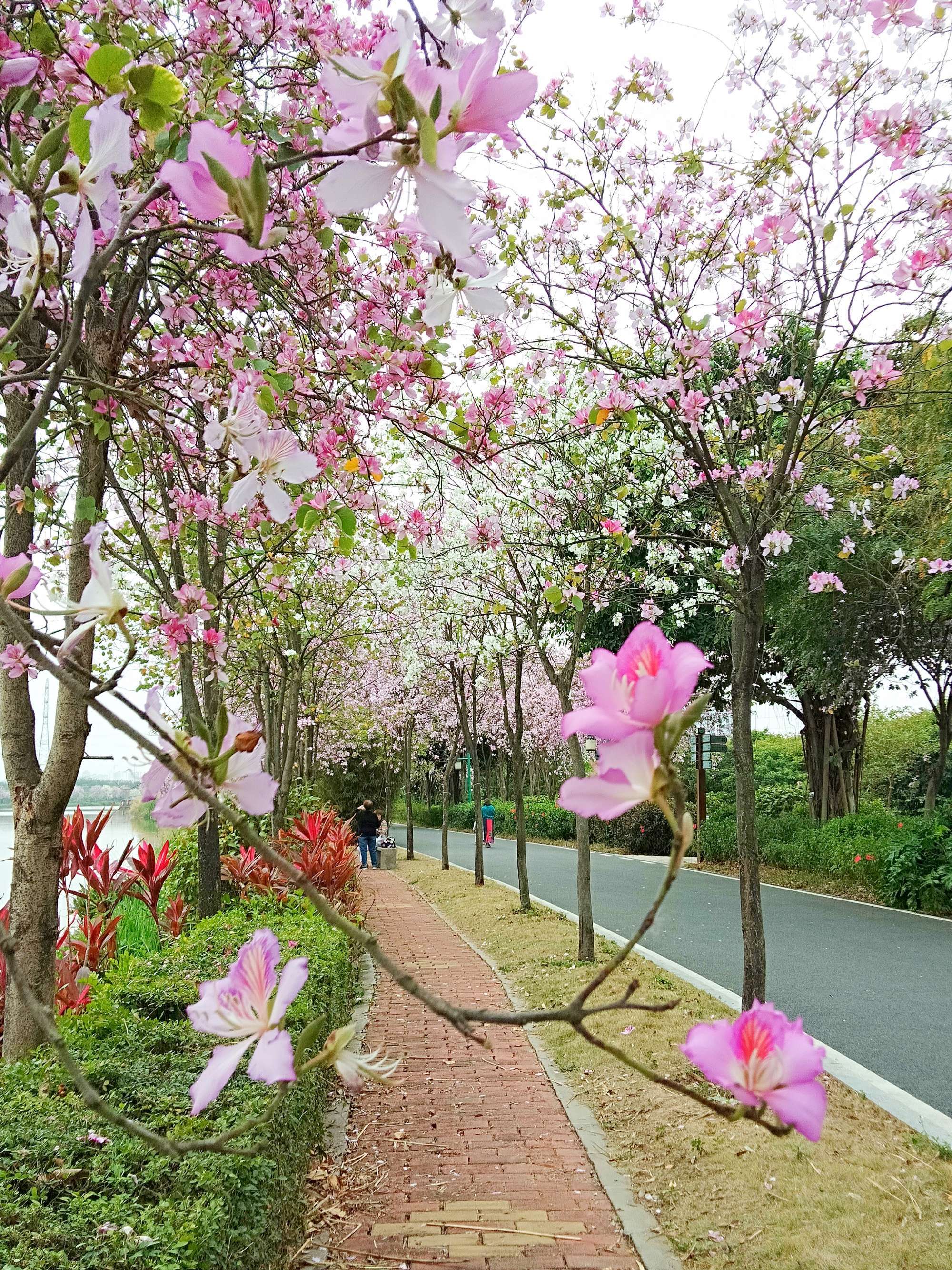 蒲城紫荆家园在哪里_蒲城县紫荆公园_蒲城紫荆公园溺水事件