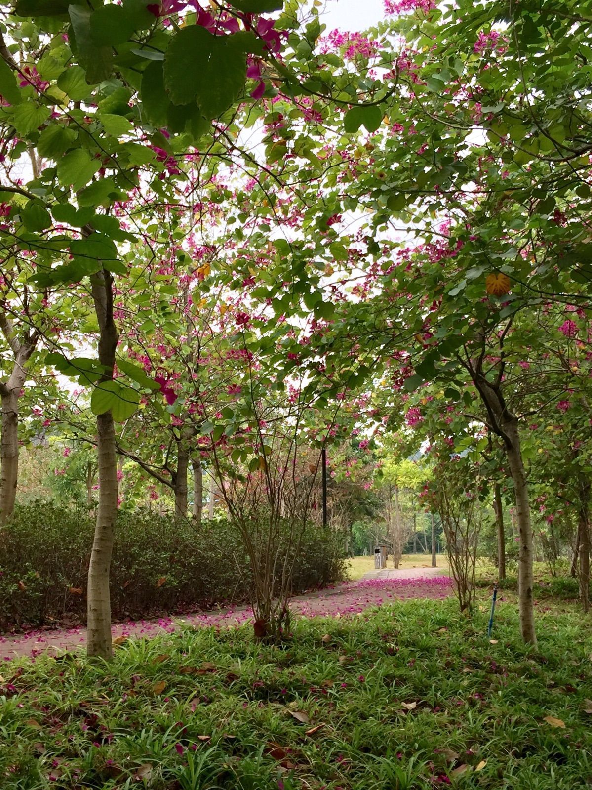 蒲城县紫荆公园_蒲城紫荆家园在哪里_蒲城紫荆公园溺水事件