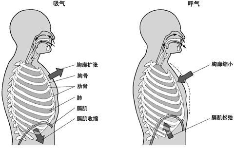 后背痛呼吸也痛怎么了_后背疼呼吸的时候也疼_呼吸后背痛是什么原因