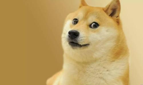 狗币tp钱包_dogecoin狗狗币钱包_tp钱包 狗狗币网络