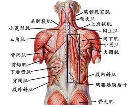 后背筋的位置图解图片