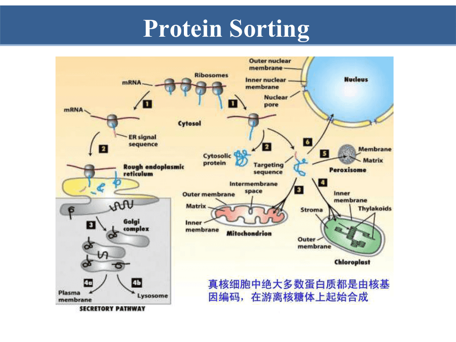体检肺细胞角蛋白偏高_肺细胞角蛋白高8点多危险吗_肺细胞角蛋白