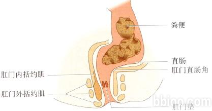 肛门闭锁大便失禁_大便肛门闭锁失禁吃什么药_大便肛门闭锁失禁怎么治疗