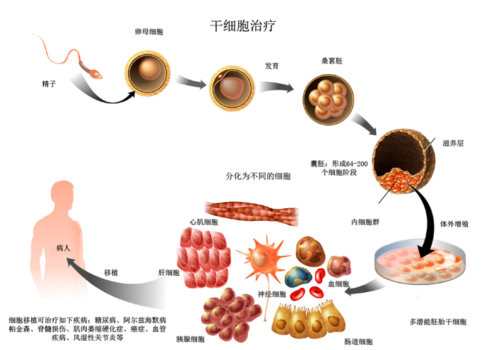 急性血癌能活多久_急性血癌晚期症状_急性血癌晚期能活多久