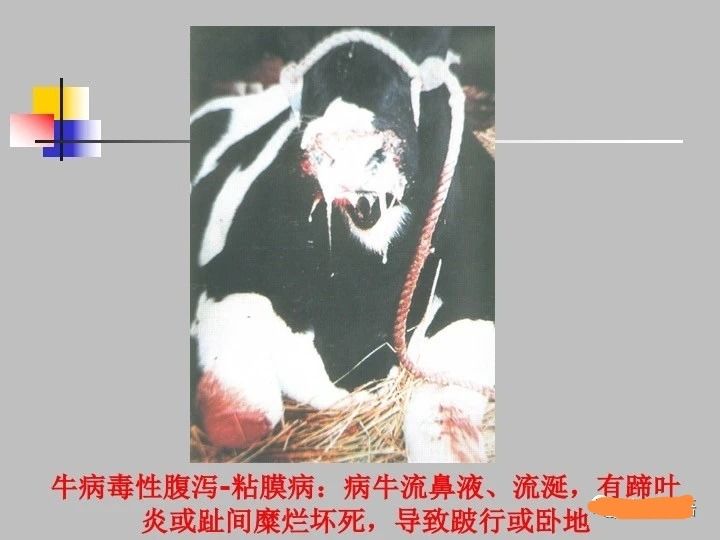 犇牛病毒专杀_犇牛病毒和lpk专杀工具_犇牛病毒专杀工具