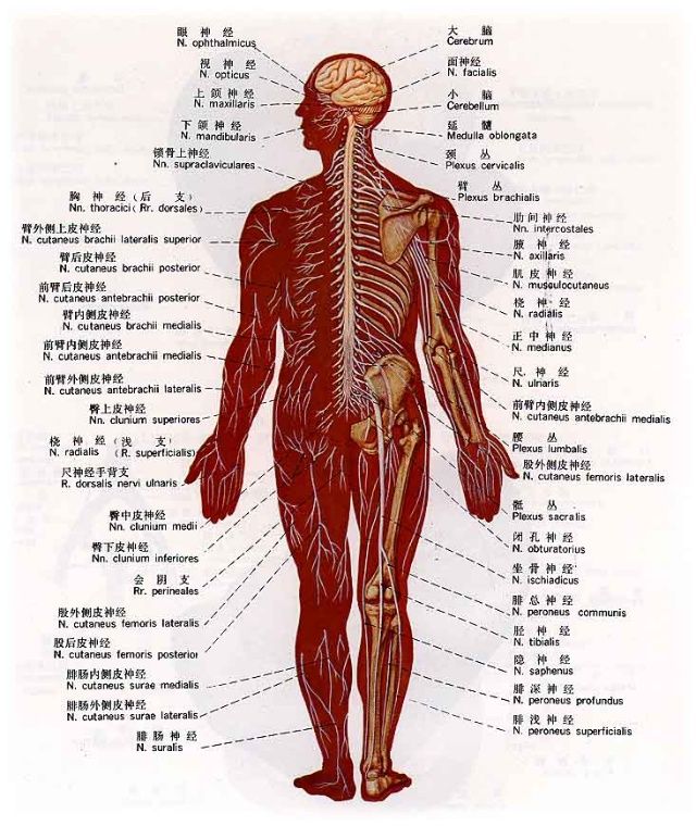 吸气后背疼是怎么回事_后背痛吸气也痛_后背疼吸气回事是怎么回事