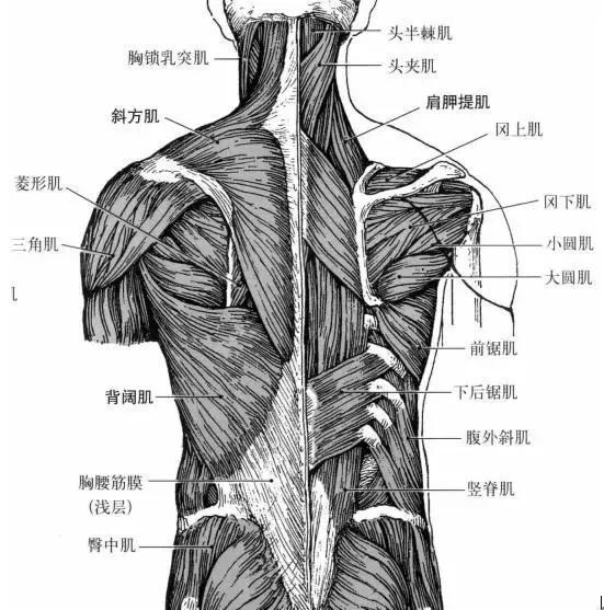 后背痛吸气也痛_吸气后背疼是怎么回事_后背疼吸气回事是怎么回事