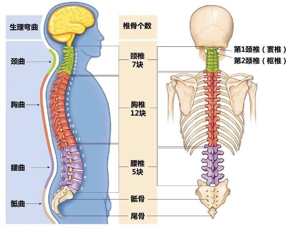 后背疼吸气回事是怎么回事_后背痛吸气也痛_吸气后背疼是怎么回事