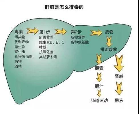 肝腹水注意哪些事项_肝腹水如何注意饮食_肝腹水饮食注意事项