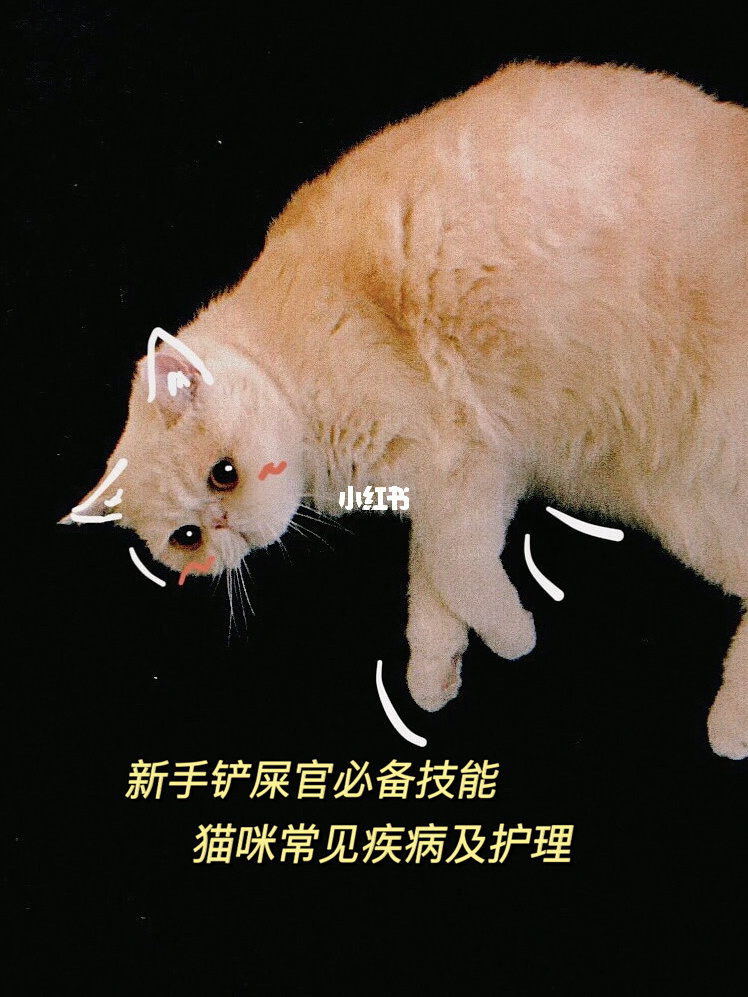 猫咪超级能喝水怎么回事_超级猫咪_猫咪超级爱喝水是什么情况