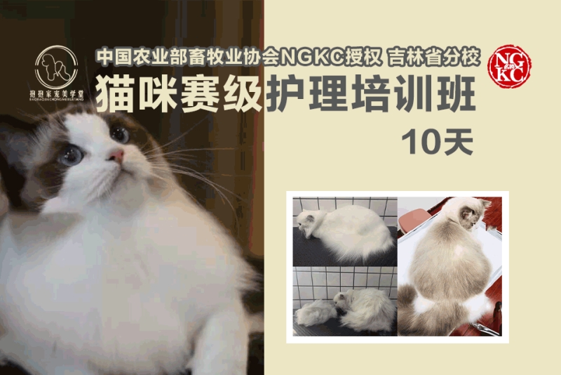 猫咪超级能喝水怎么回事_猫咪超级爱喝水是什么情况_超级猫咪