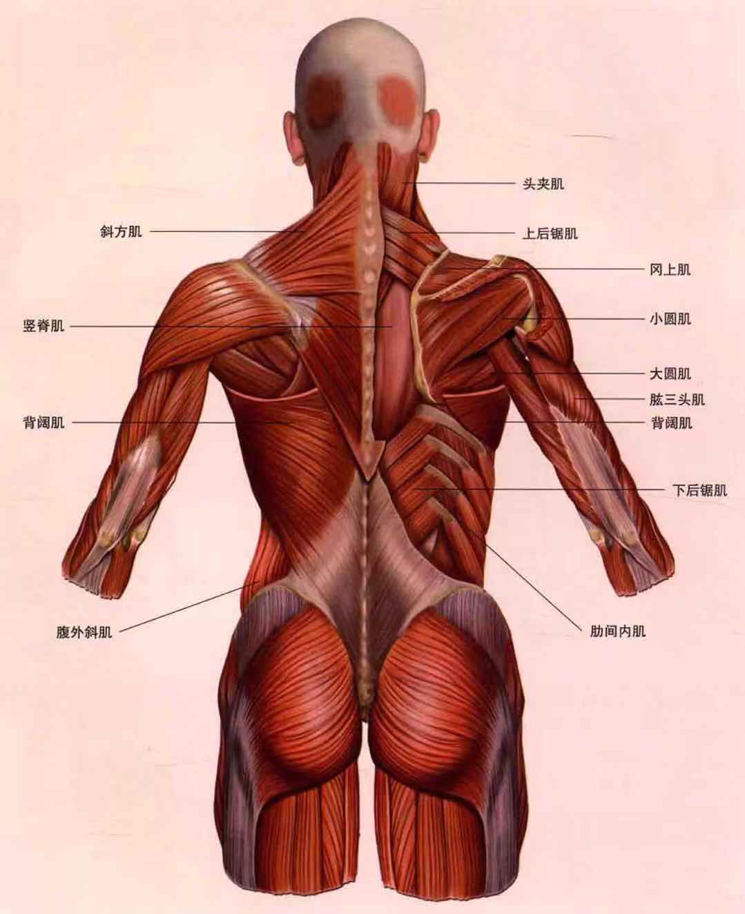 深吸气后背痛怎么回事_后背疼吸气疼咋回事_后背疼吸气有点困难