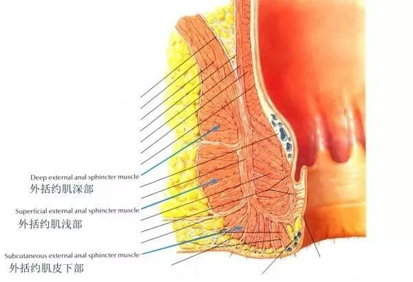 肛门轻度失禁肛门漏气_肛门漏气可以自愈吗_肛门轻度漏气失禁严重吗