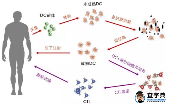 恒瑞医药_恒瑞 pd l1_恒瑞医药股票股吧