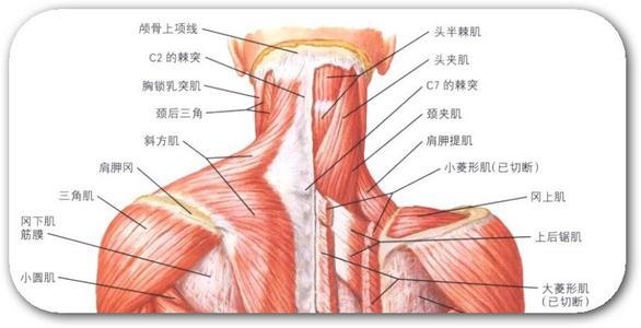 背痛吸气痛_背疼吸气就疼怎么回事_吸气时背部疼痛的原因