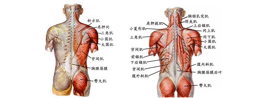 吸气时背部疼痛的原因_背痛吸气痛_背疼吸气就疼怎么回事