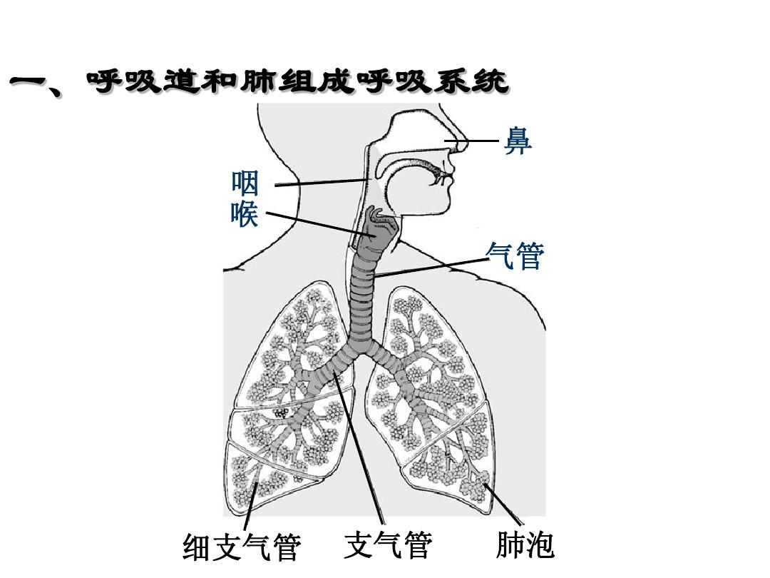 沥白洗肺含片有用吗_沥白洗肺含_沥白洗肺含片官网