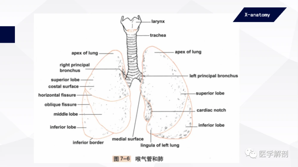 沥白洗肺含片有用吗_沥白洗肺含_沥白洗肺含片官网