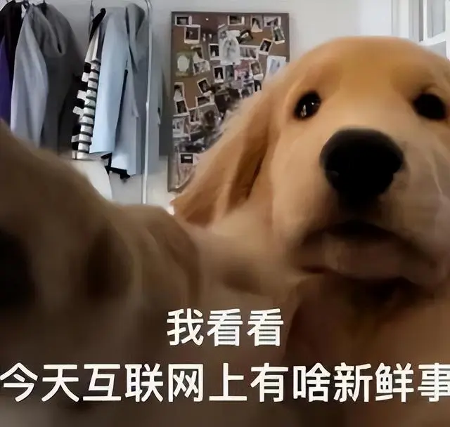 狗狗币怎么转到tp钱包_狗狗币钱包怎么转出_狗狗币钱包转账