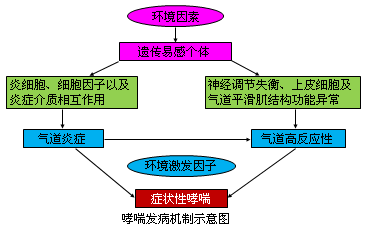 哮喘突然发作是什么原因_为什么会突然哮喘_哮喘会突然出现吗