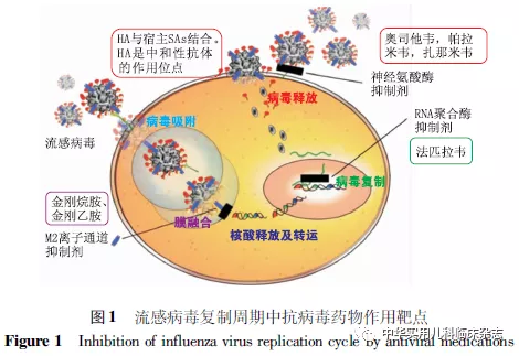 呼吸道合胞病毒 细菌感染_呼吸道细菌感染和病毒感染_呼吸道病毒细菌混合感染
