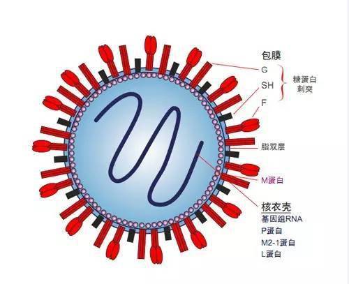 呼吸合胞病毒会自愈吗_呼吸道合胞病毒/免疫学_呼吸道合胞病毒的临床意义