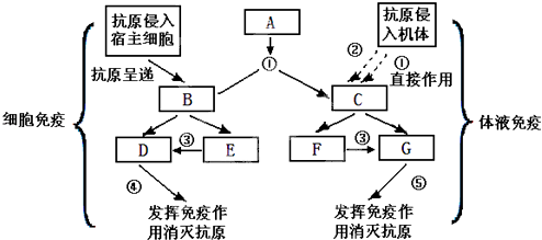 呼吸道合胞病毒的临床意义_呼吸道合胞病毒/免疫学_呼吸合胞病毒会自愈吗