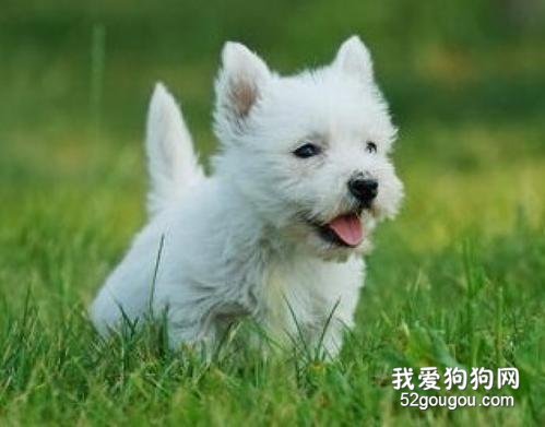 克罗恩病指南_克罗恩诊疗指南_克罗恩病的诊疗指南