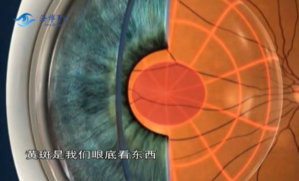 mac os系统版本_苹果笔记本最新版本系统_小米手机怎么更新最新版本系统