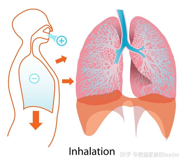 浸润型肺结核会复发吗_浸润型肺结核复发率_肺浸润结核型复发会传染吗