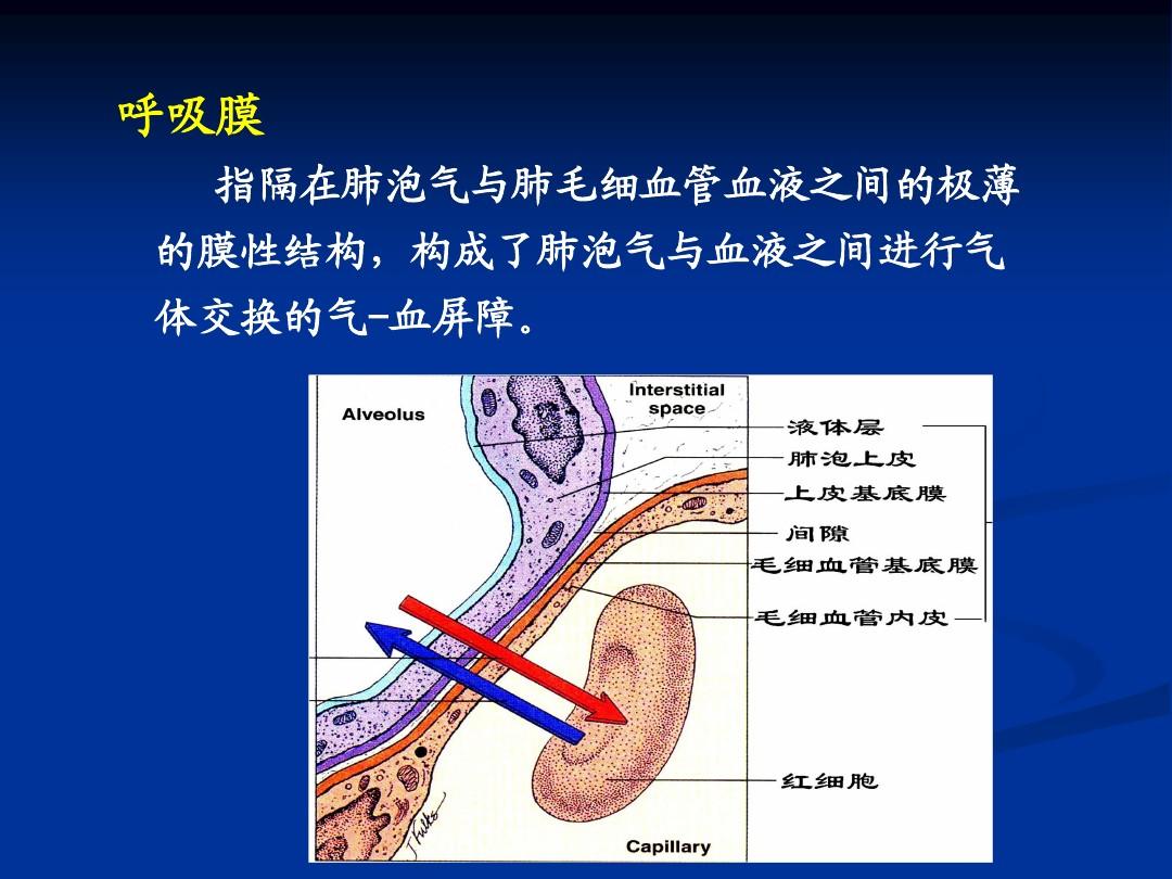 肺泡蛋白沉积_肺泡蛋白质沉积症发病率_肺泡蛋白质沉积症会传染吗