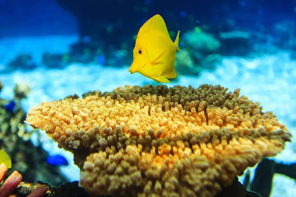 日本核污染水已进入大海_日本ecosystem_日本投降日是哪一年几月几日