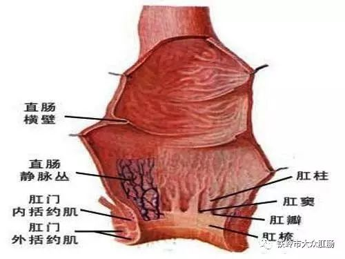 什么叫肛门失禁_肛门失禁的症状及治疗_肛门失禁的临床表现