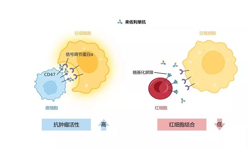 恒瑞 pd l1_恒瑞医药股吧_恒瑞医药