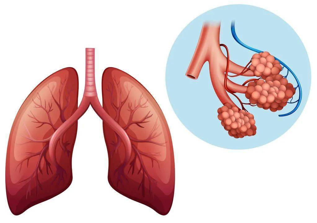 肺白是什么病_白肺临床表现_白肺症状