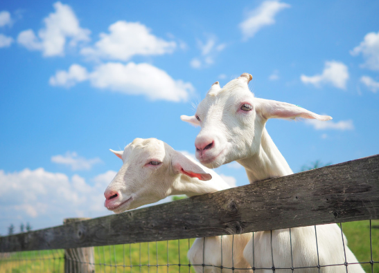 如何养奶山羊-体验奶山羊的乐趣：养殖与生活的完美结合