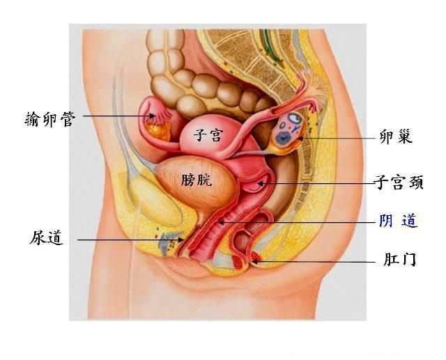 唐山哪些医院有妇科_农业展览馆妇科医院有哪些_农展馆附近医院